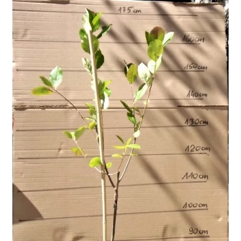 ARONIA na pniu czarna odporna na mróz - sadzonki 100 / 120 cm